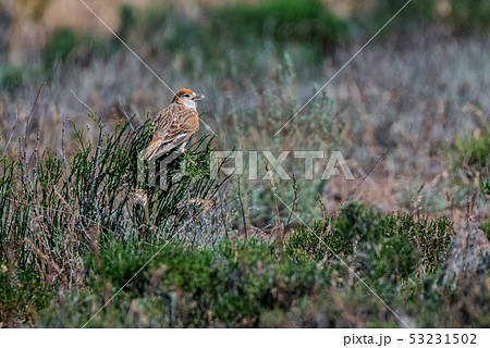 White-winged Lark or Alauda leucoptera perches on twig White-winged Lark or Alauda leucoptera perches on twig 53231502
