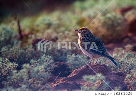 White-winged Lark or Alauda leucoptera sits on ground White-winged Lark or Alauda leucoptera sits on ground 53231629