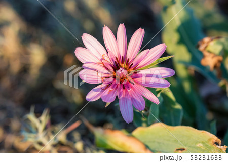 Close up beautiful pink flower of Tragopogon marginifolius 53231633