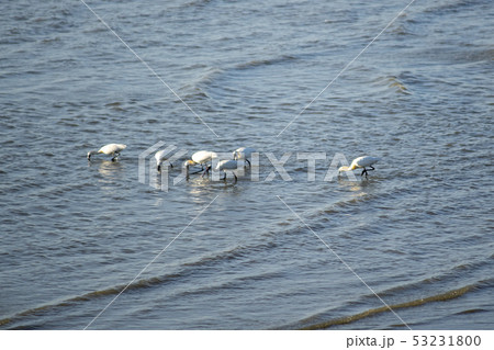 動物 クロツラヘラサギ 天然記念物 53231800