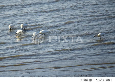 動物 クロツラヘラサギ 天然記念物 53231801