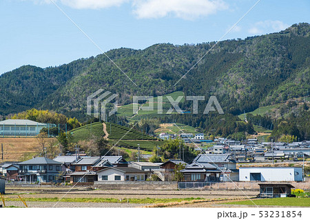 京都府和束町の茶畑 宇治茶 抹茶 緑茶 2019年4月 京都府和束町の茶畑 宇治茶 抹茶 緑茶 2019年4月 53231854