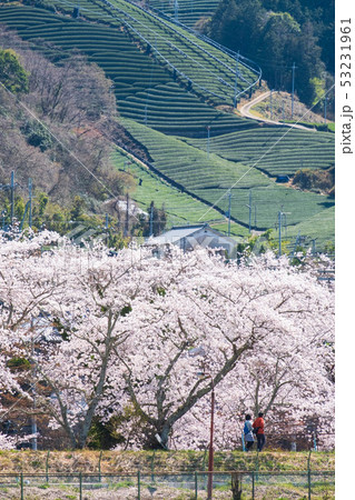 京都府和束町の茶畑と桜 春 緑茶 抹茶 ソメイヨシノ 京都府和束町の茶畑と桜 春 緑茶 抹茶 ソメイヨシノ 53231961