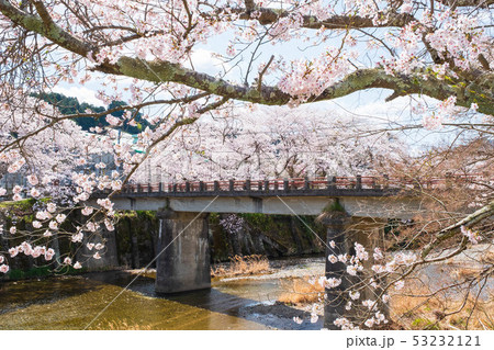 京都府和束町の桜のある風景　祝橋　 53232121