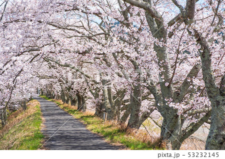 京都府和束町の桜のある風景　祝橋　 53232145