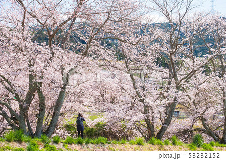 京都府和束町の桜のある風景　祝橋　 53232152
