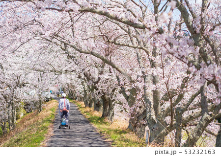 京都府和束町の桜のある風景 祝橋 京都府和束町の桜のある風景 祝橋 53232163