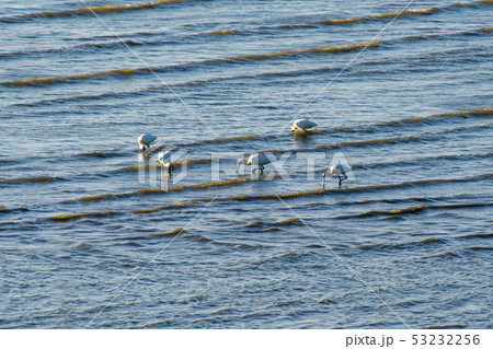 動物 クロツラヘラサギ 天然記念物 53232256