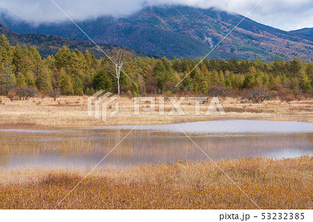 栃木県日光市 奥日光 小田代原 小田代湖 貴婦人 (10月) 栃木県日光市 奥日光 小田代原 小田代湖 貴婦人 (10月) 53232385
