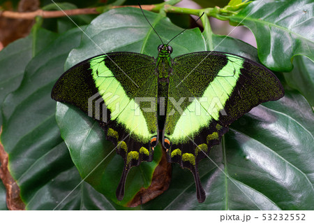 Emerald swallowtail, Papilio palinurus Emerald swallowtail, Papilio palinurus 53232552