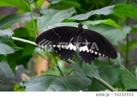 Common mormon, Papilio polytes Common mormon, Papilio polytes 53232553