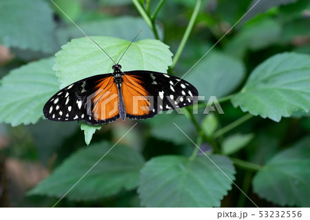 Golden longwing, Heliconius hecale Golden longwing, Heliconius hecale 53232556