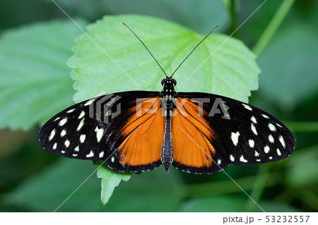 Golden longwing, Heliconius hecale 53232557