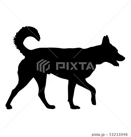 Shepherd dog silhouette on a white background 53233046
