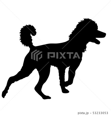 Poodle dog silhouette on a white background 53233053