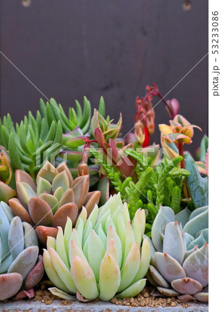多肉植物 53233086