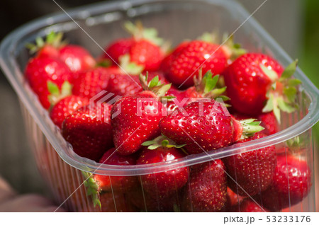 closeup of strawberries picked in a greenhouse closeup of strawberries picked in a greenhouse 53233176
