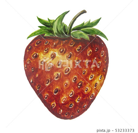 Strawberry fruit painting.Painted with watercolor. 53233373