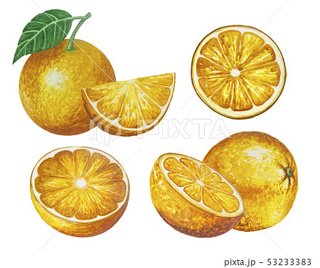 Hand drawn watercolor oranges fruit painting 53233383