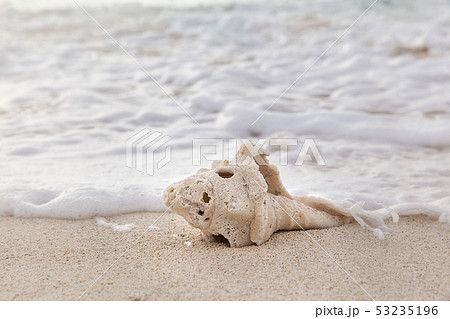 Sea shell on the beach over seascape background Sea shell on the beach over seascape background 53235196