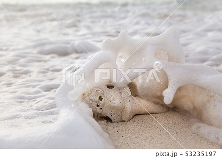 Sea shell on a sandy beach at sunrise Sea shell on a sandy beach at sunrise 53235197