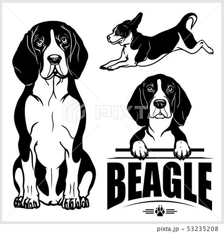 Beagle Dog Vector Set Isolated Illustration のイラスト素材