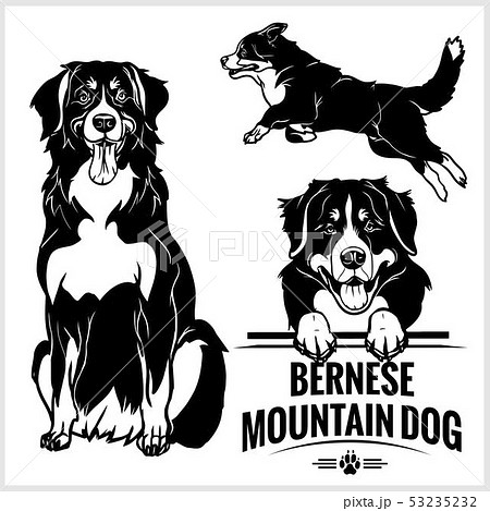 Bernese Mountain Dog Vector Set Isolated のイラスト素材