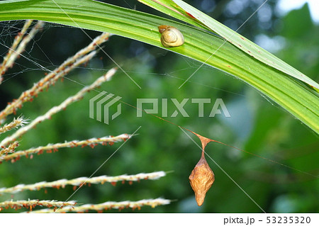 オオトリノフンダマシ（メス)と卵のう 53235320