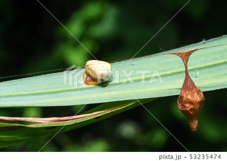 オオトリノフンダマシ（メス）と卵のう 53235474