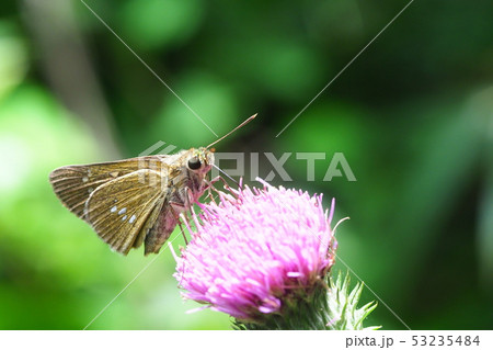 オオチャバネセセリとアザミの花 53235484