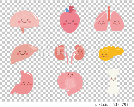 かわいい臓器のキャラクターイラストのイラスト素材