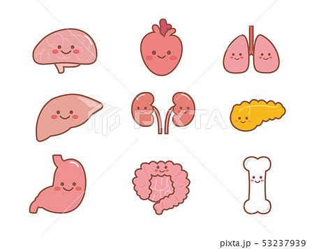 かわいい臓器のキャラクターイラストのイラスト素材