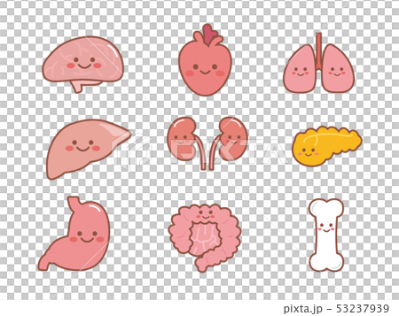 かわいい臓器のキャラクターイラスト 53237939