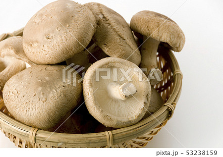 椎茸 53238159