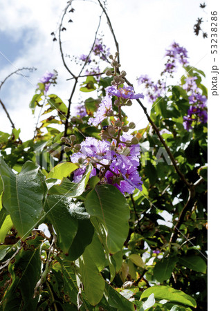 オオバナサルスベリ 53238286