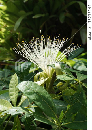 パキラの花 パキラの花 53238545