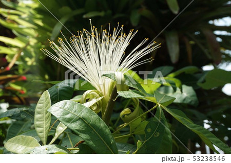 パキラの花 53238546