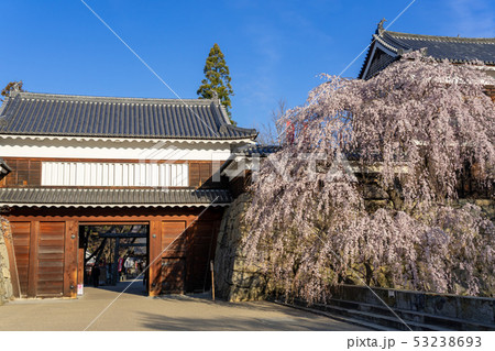 春の上田城　満開の桜　長野県上田市 53238693