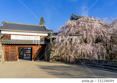 春の上田城 満開の桜 長野県上田市 春の上田城 満開の桜 長野県上田市 53238694