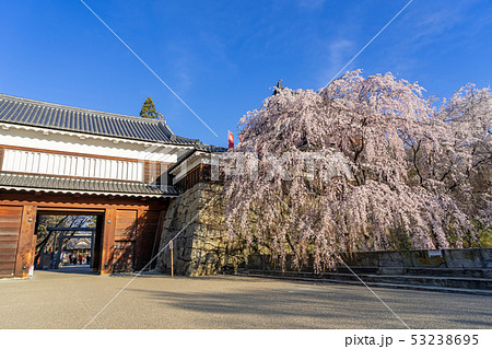 春の上田城　満開の桜　長野県上田市 53238695