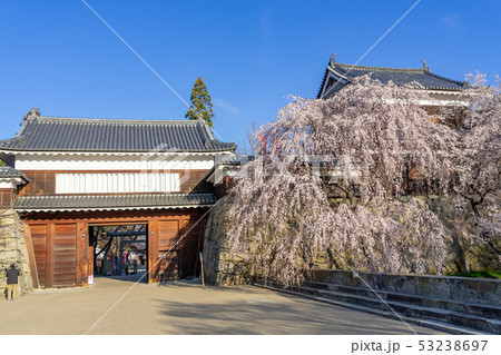 春の上田城 満開の桜 長野県上田市 春の上田城 満開の桜 長野県上田市 53238697