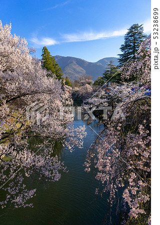 春の上田城　満開の桜　長野県上田市 53238699