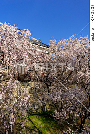 春の上田城 満開の桜 長野県上田市 春の上田城 満開の桜 長野県上田市 53238703