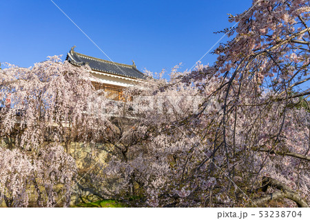 春の上田城 満開の桜 長野県上田市 春の上田城 満開の桜 長野県上田市 53238704