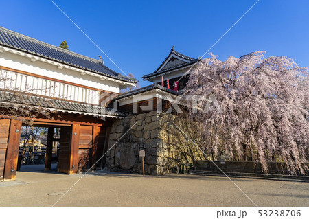 春の上田城　満開の桜　長野県上田市 53238706