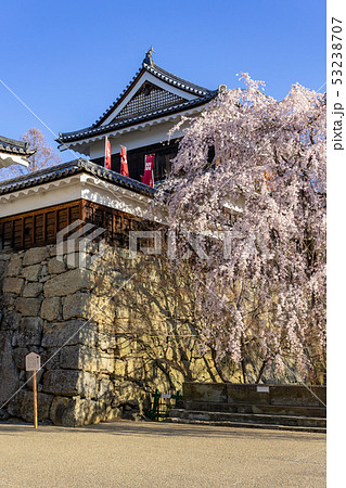春の上田城 満開の桜 長野県上田市 春の上田城 満開の桜 長野県上田市 53238707