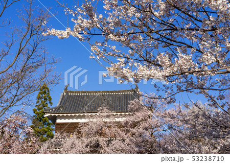 春の上田城　満開の桜　長野県上田市 53238710