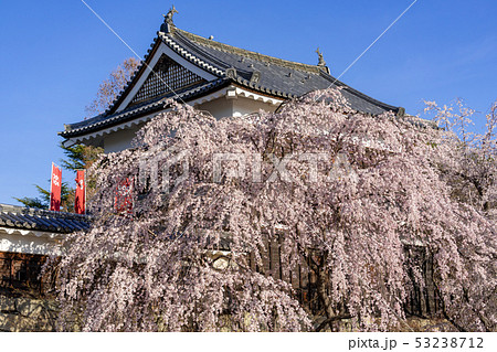 春の上田城 満開の桜 長野県上田市 春の上田城 満開の桜 長野県上田市 53238712