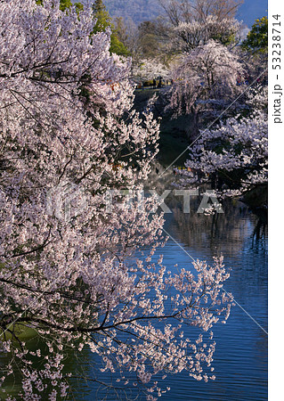 春の上田城 満開の桜 長野県上田市 春の上田城 満開の桜 長野県上田市 53238714