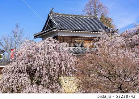 春の上田城 満開の桜 長野県上田市 春の上田城 満開の桜 長野県上田市 53238742